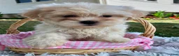 Teddy Bear dogs for sale: Cora - Ad 3