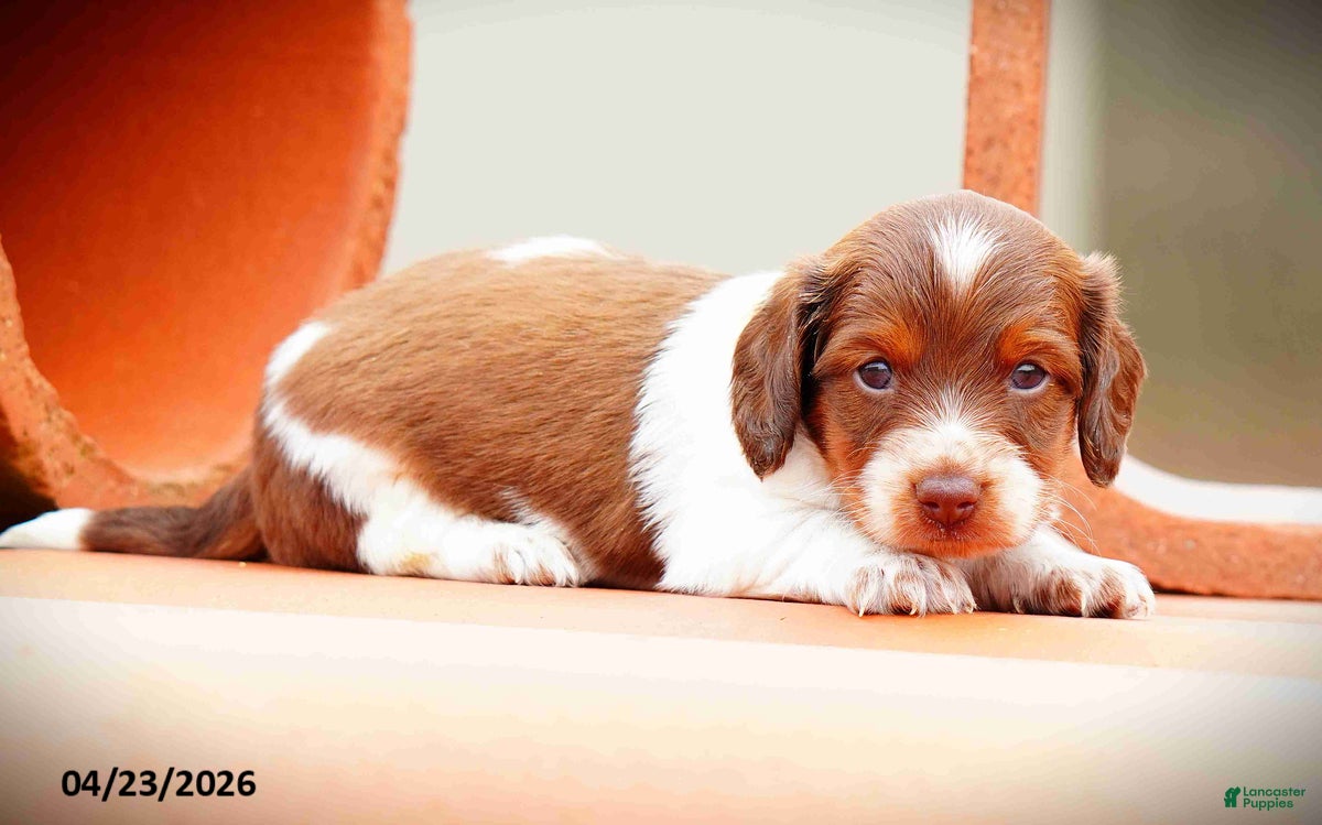 Miniature Dachshund dogs Casper - Ad 1