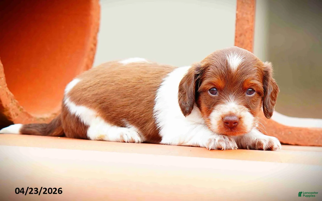 Miniature Dachshund dogs for sale: Casper - Ad 1