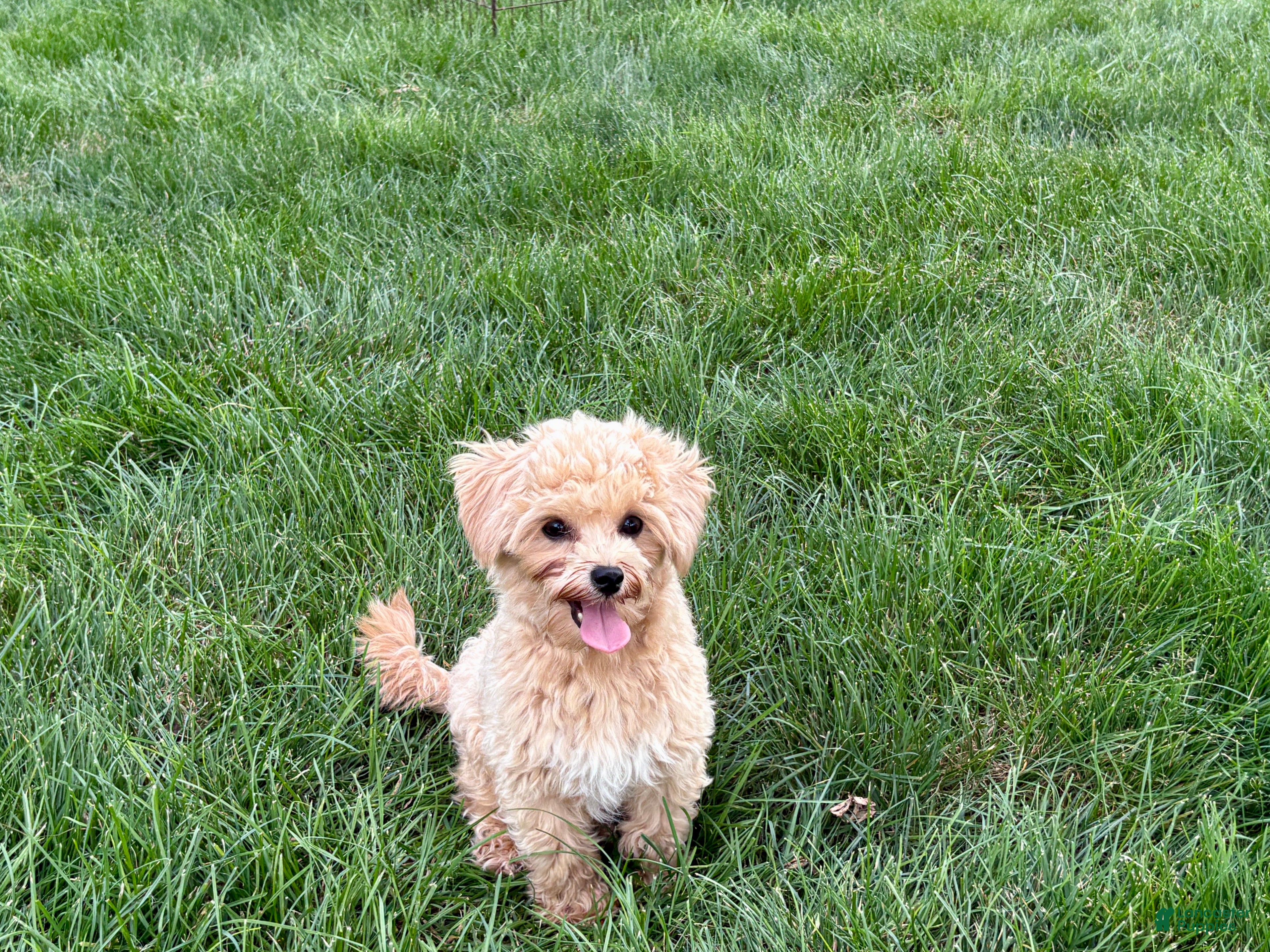 Maltipoo dogs Tiny - Ad 2