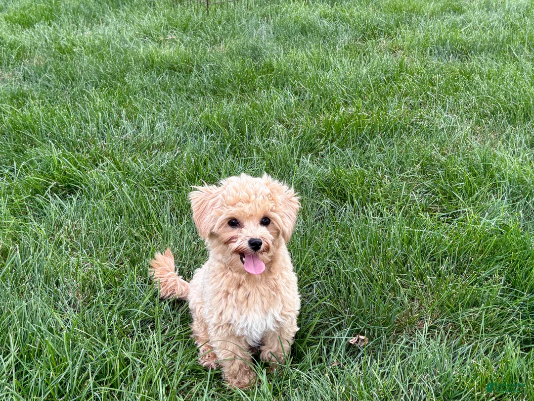 Maltipoo dogs for sale: Tiny - Ad 2