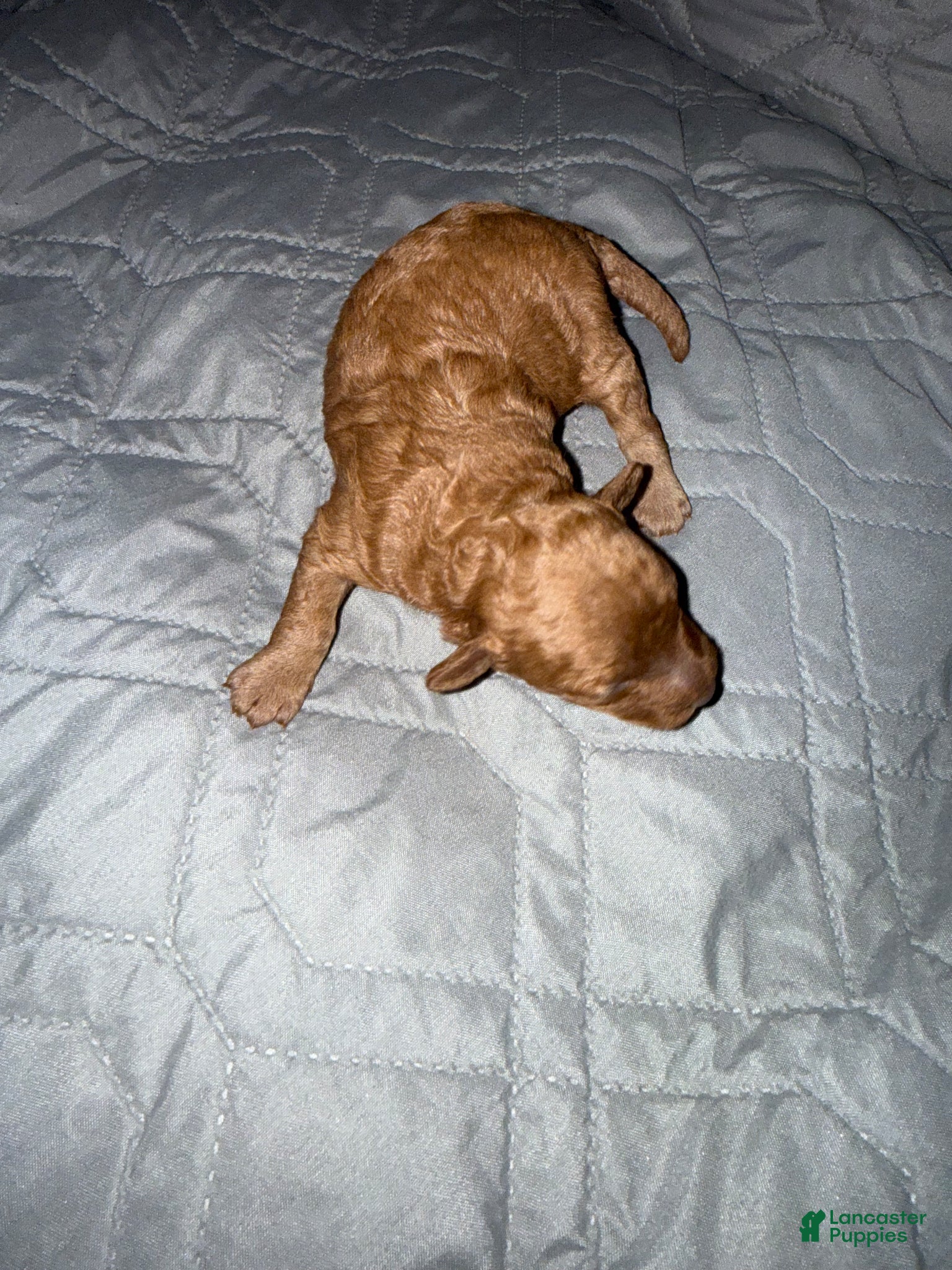 Miniature Poodle dogs Miniature Poodle Puppy 3 - Ad 3