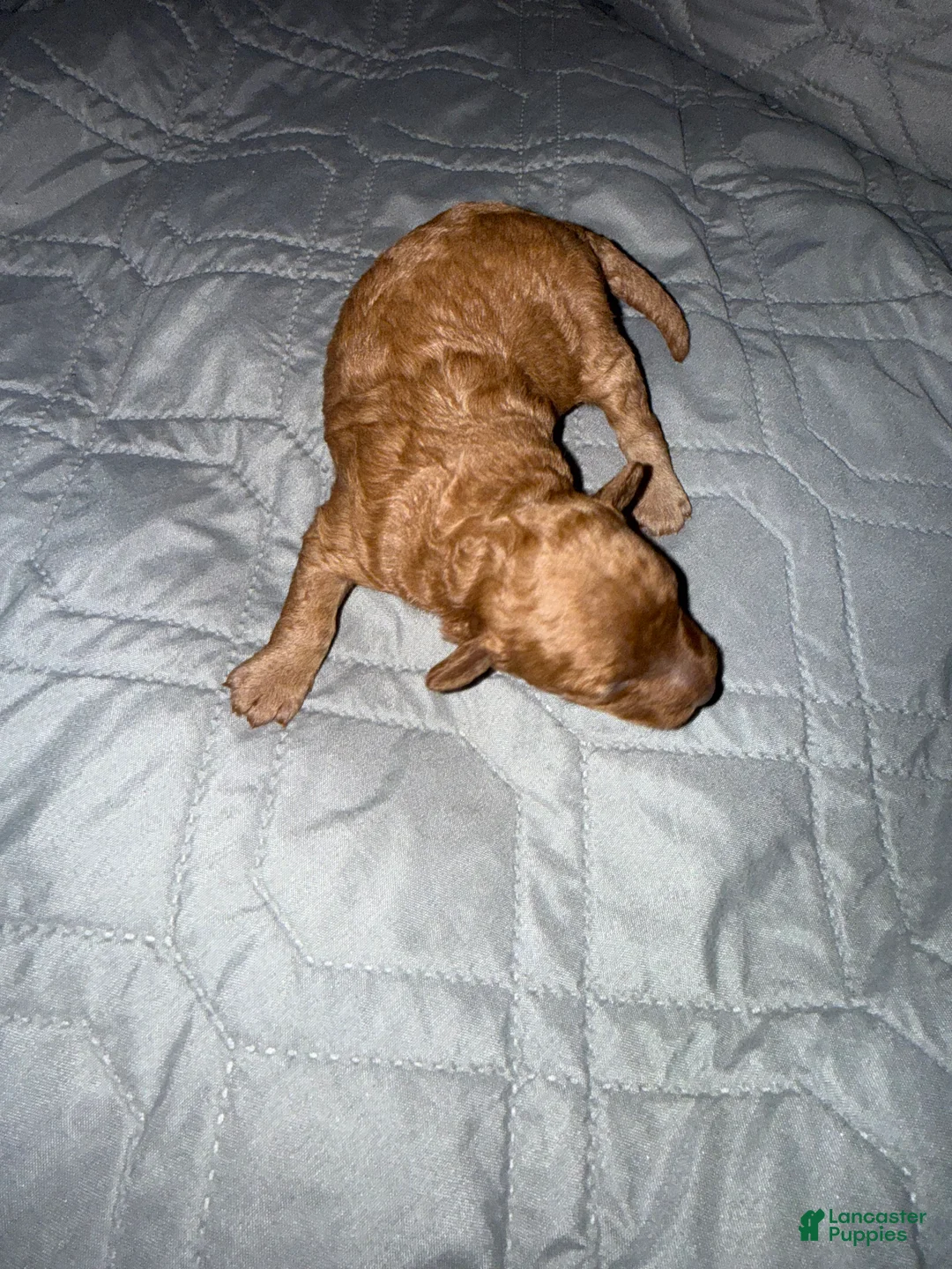 Miniature Poodle dogs for sale: Miniature Poodle Puppy 3 - Ad 1