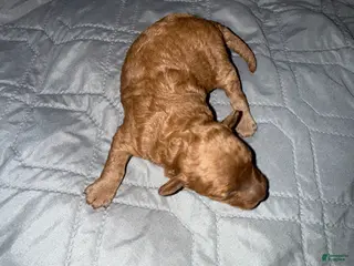 Miniature Poodle dogs Miniature Poodle Puppy 3 - Ad 3