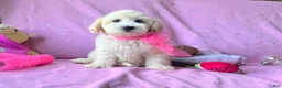 Maltipoo dogs for sale: Coco Channel - Ad 5