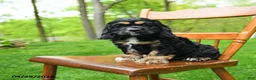 Cocker Spaniel dogs for sale: Beans - Ad 2