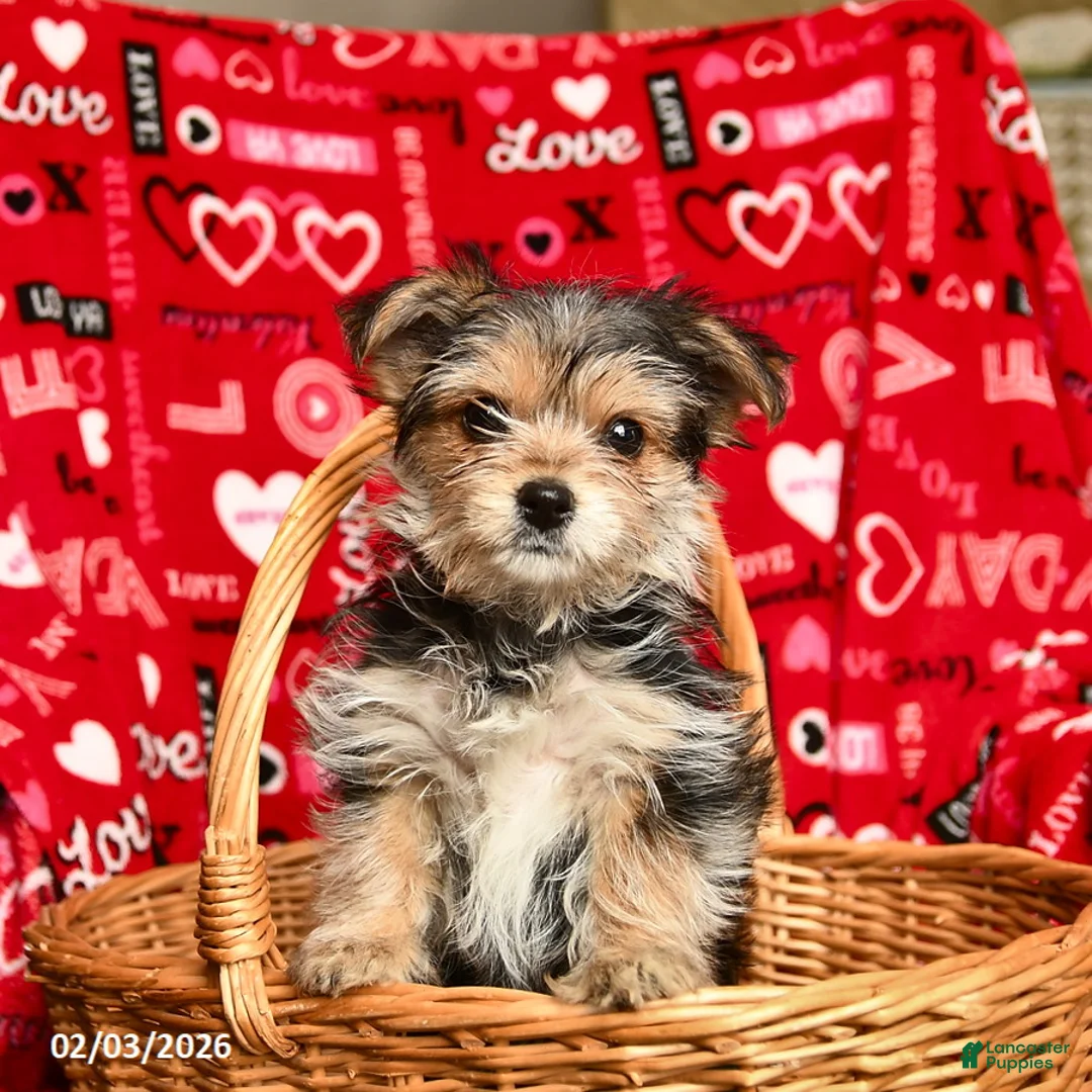 Morkie dogs for sale: Betty   - Ad 1