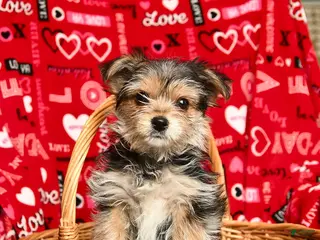 Morkie dogs Betty - Ad 5