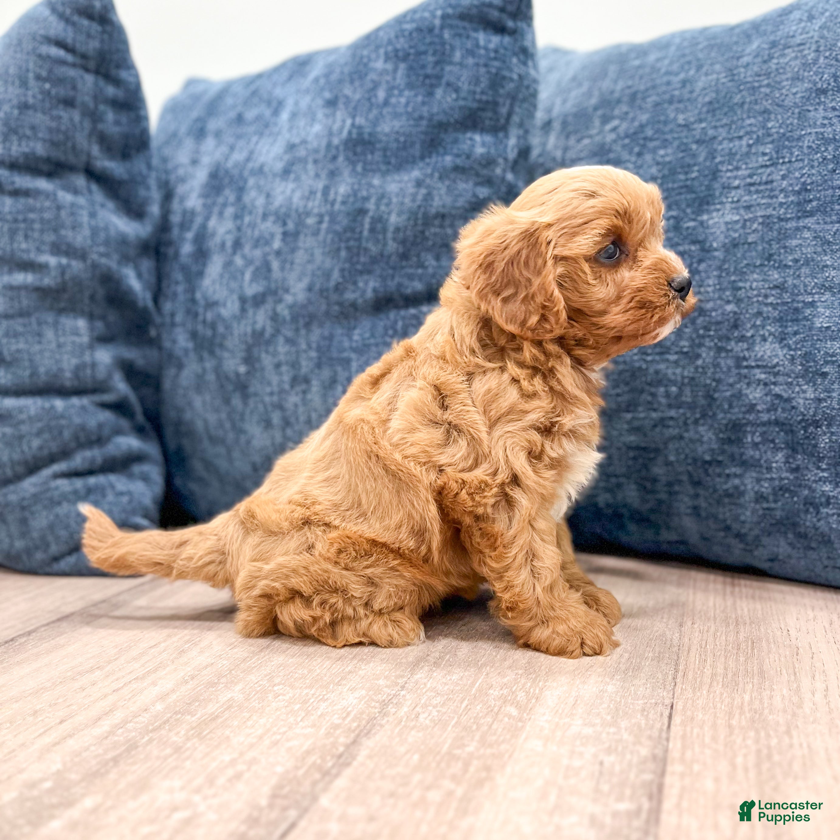 Cavapoo dogs Goldie - Ad 2