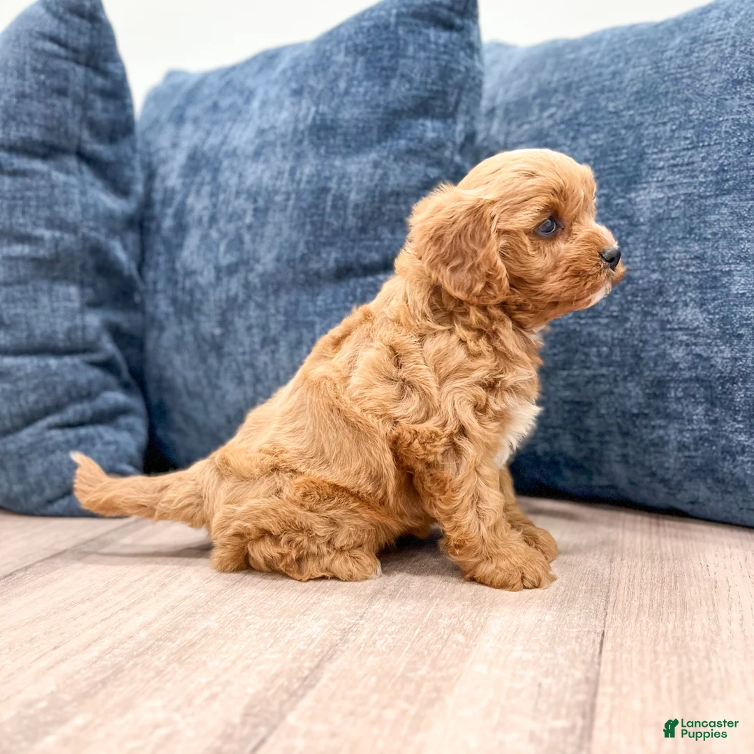 Cavapoo dogs for sale: Goldie - Ad 2