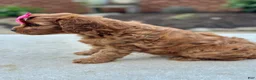 Cavapoo dogs for sale: Cavapoo 4 - Ad 5