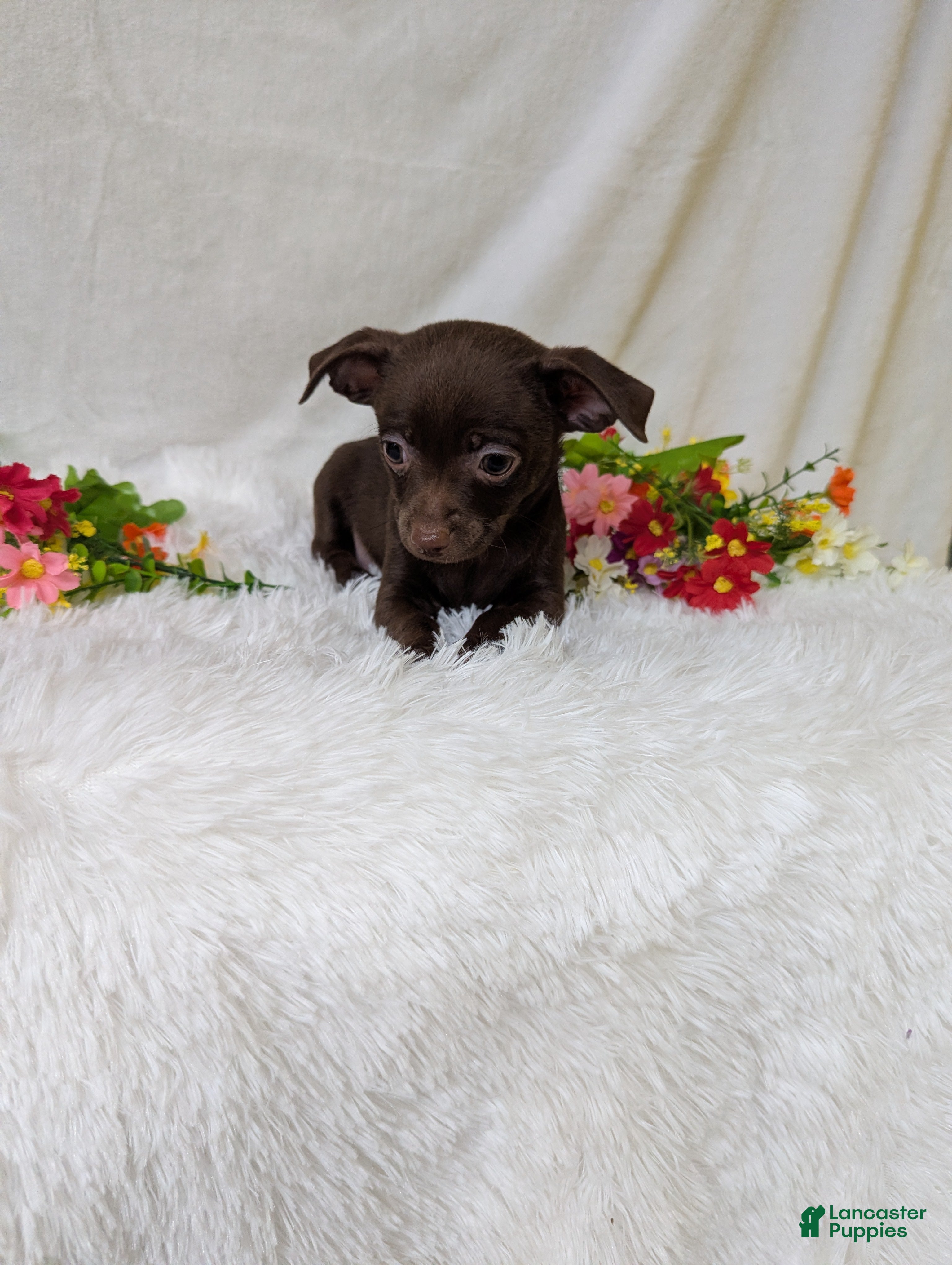Chihuahua dogs Hershey kisses - Ad 2