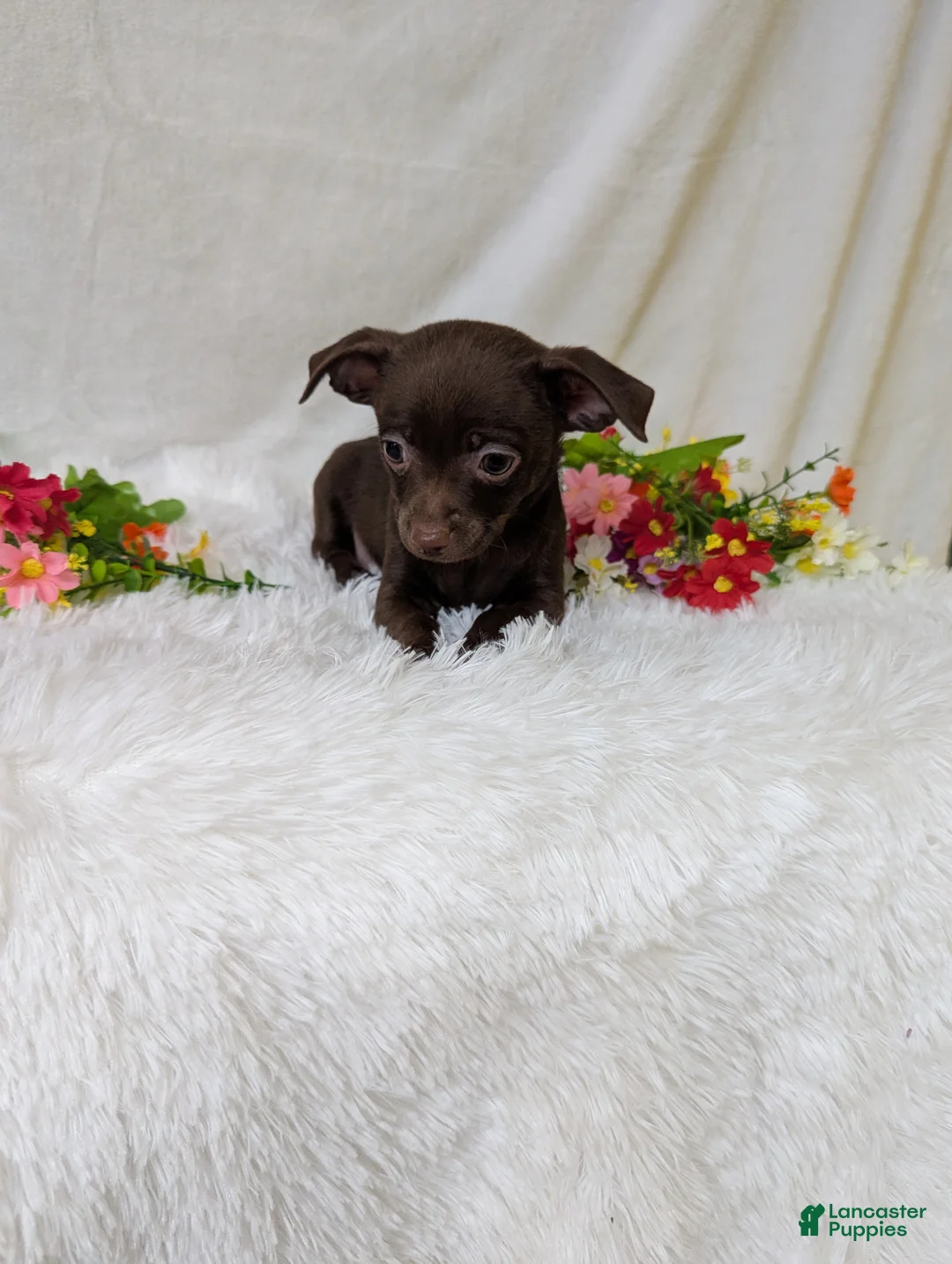 Chihuahua dogs for sale: Hershey kisses - Ad 2