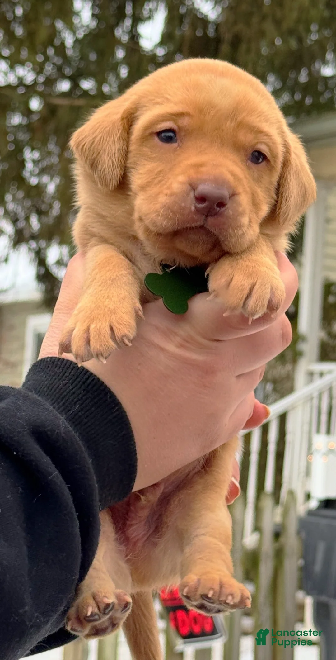 Lakeland Terrier dogs for sale: Labrador retriever - Ad 12