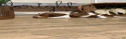 Miniature Dachshund dogs for sale: The Painted Prodigy - Ad 2