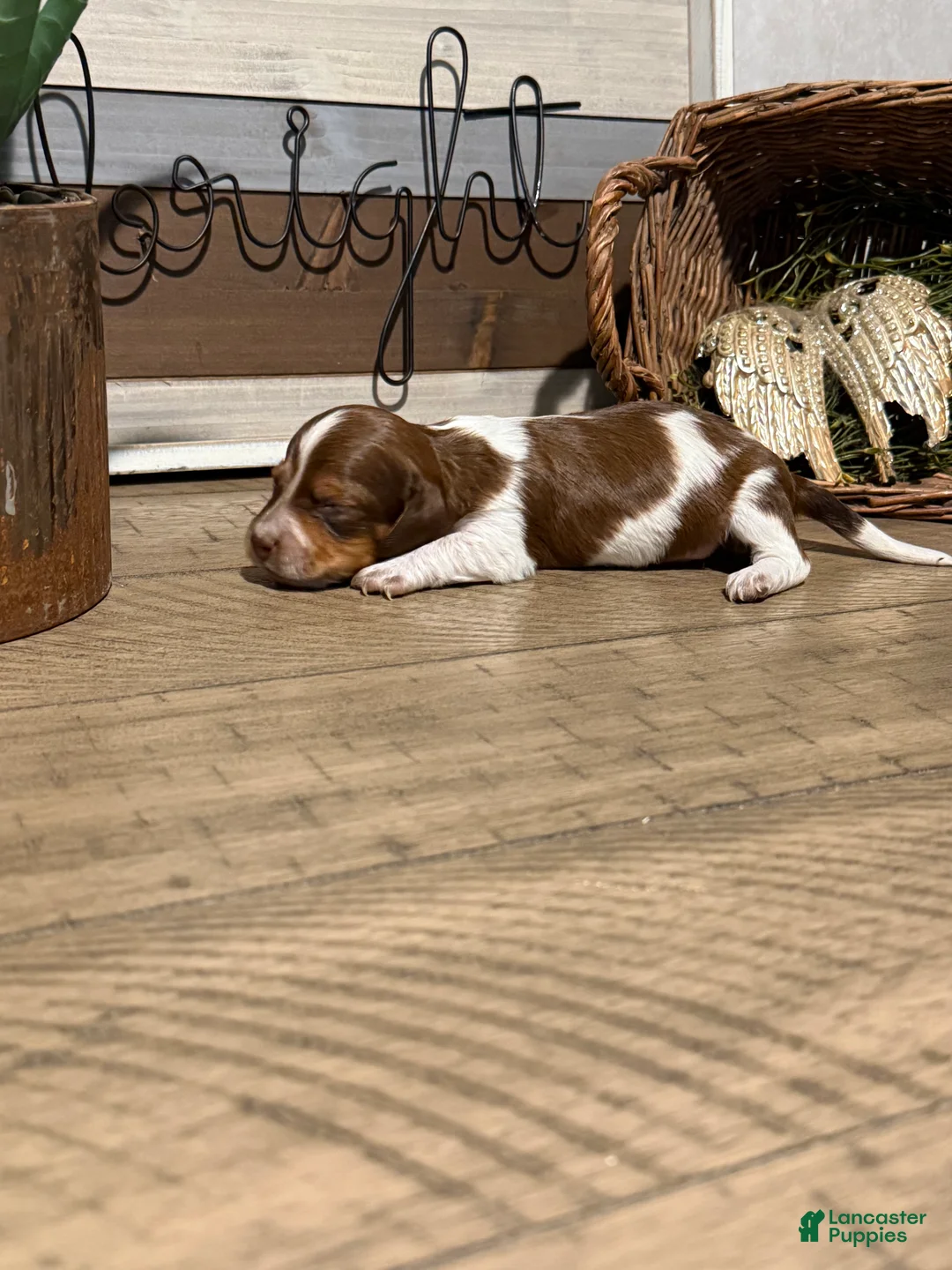 Miniature Dachshund dogs for sale: The Painted Prodigy - Ad 2