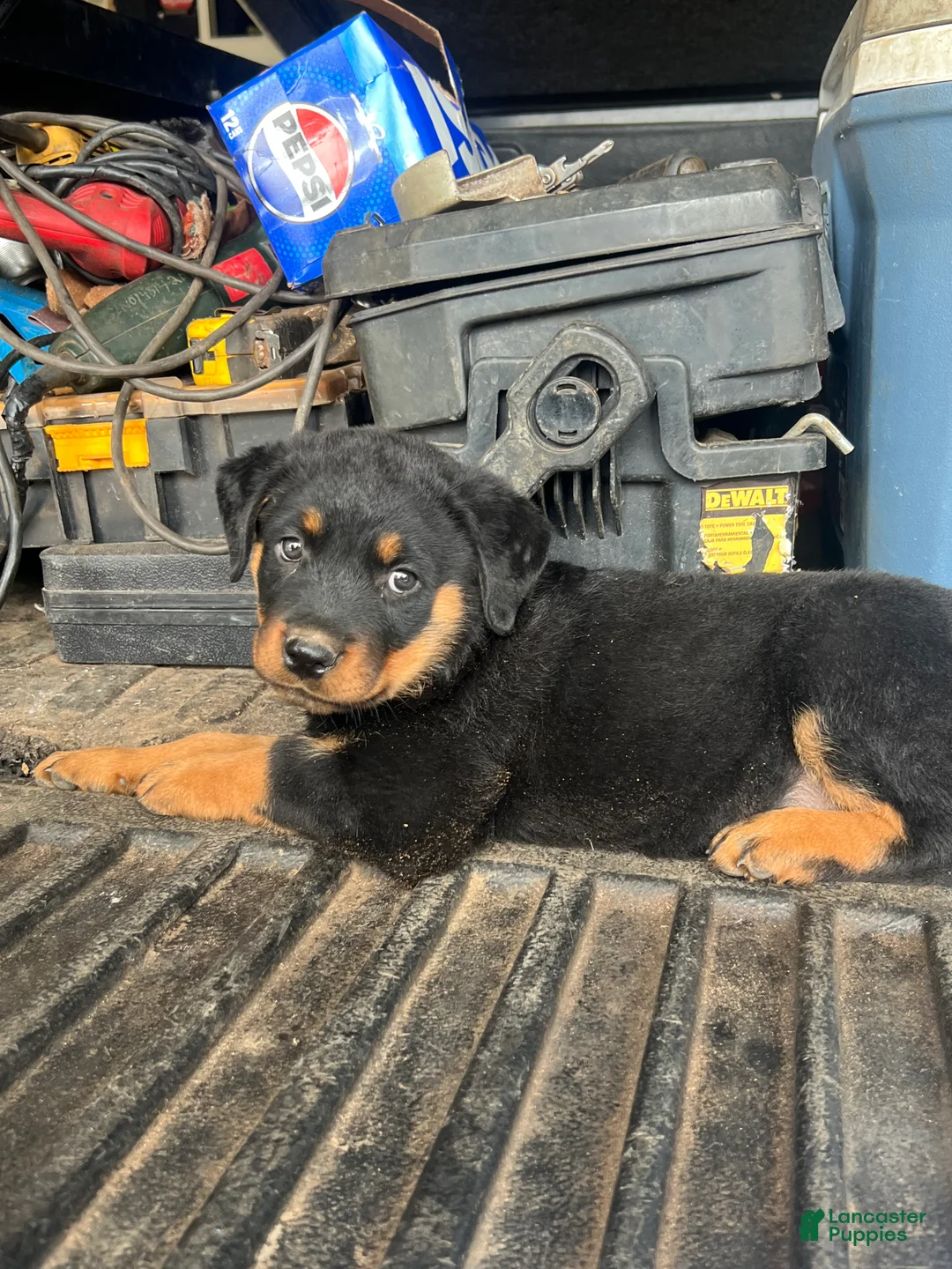 Rottweiler dogs for sale: Rottweiler Puppy 1 - Ad 2