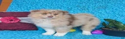 Pomsky dogs for sale: Wren - Ad 3