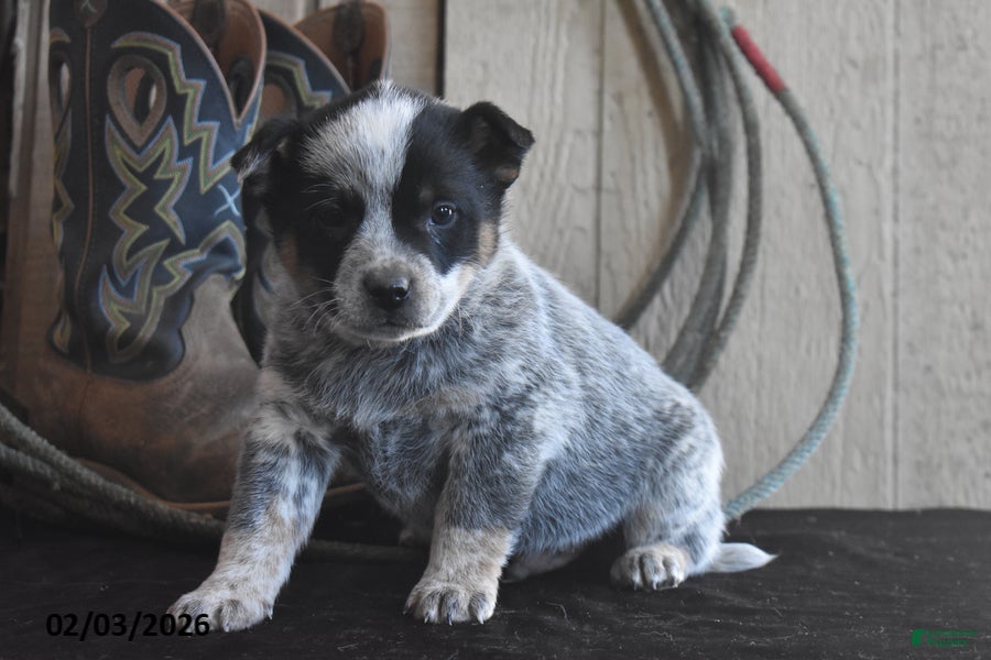 Australian Cattle Dog dogs Wrangler - Ad 1