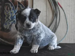 Australian Cattle Dog dogs Wrangler - Ad 1