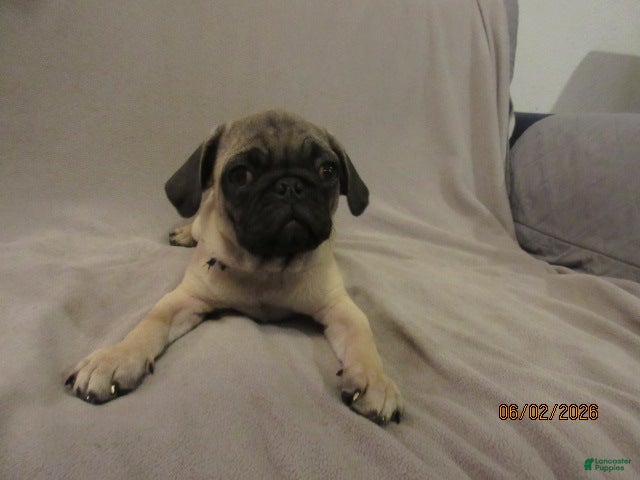 Clyde