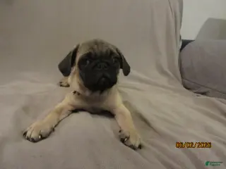 Pug dogs for sale: Clyde - Ad 2