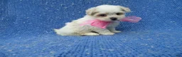Malshi dogs for sale: Bella  - Ad 1