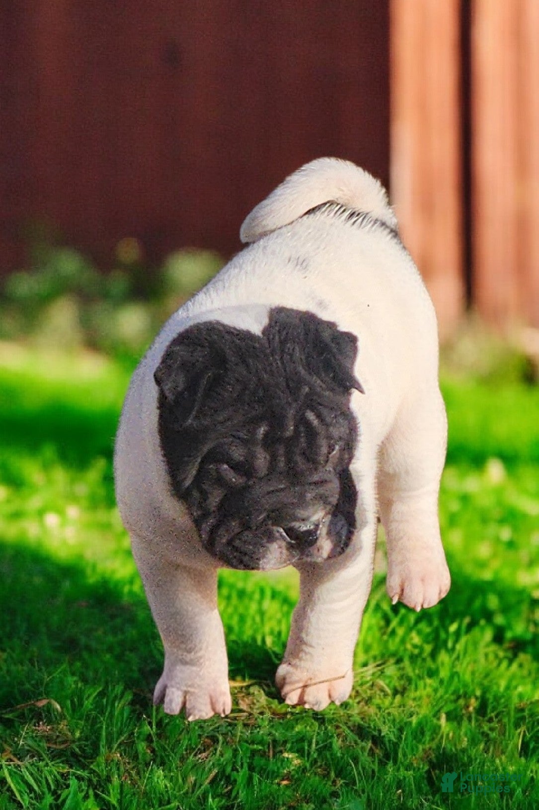 Shar Pei dogs Overo mini  - Ad 2