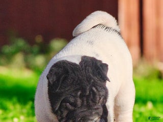 Shar Pei dogs Overo mini - Ad 2