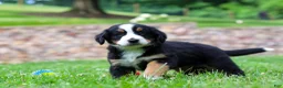 Bernese Mountain Dog dogs for sale: Dixie - Ad 3