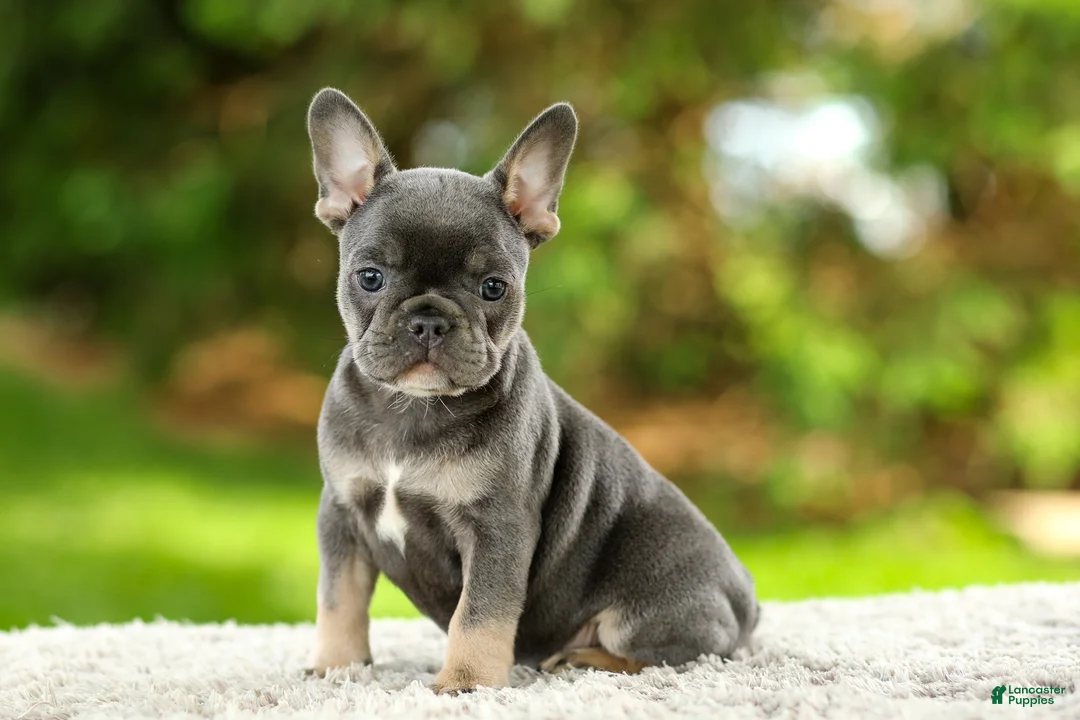 French Bulldog dogs for sale: Forest - Ad 1