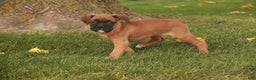Boxer dogs for sale: Hazel - Ad 2