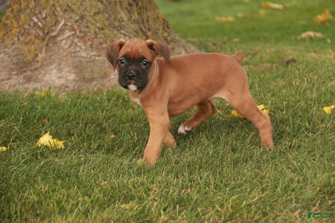 Boxer dogs for sale: Hazel - Ad 2