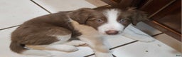 Border Collie dogs for sale: Border Collie Puppy 1 - Red - Ad 12