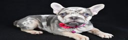 French Bulldog dogs for sale: Elsie - Ad 4