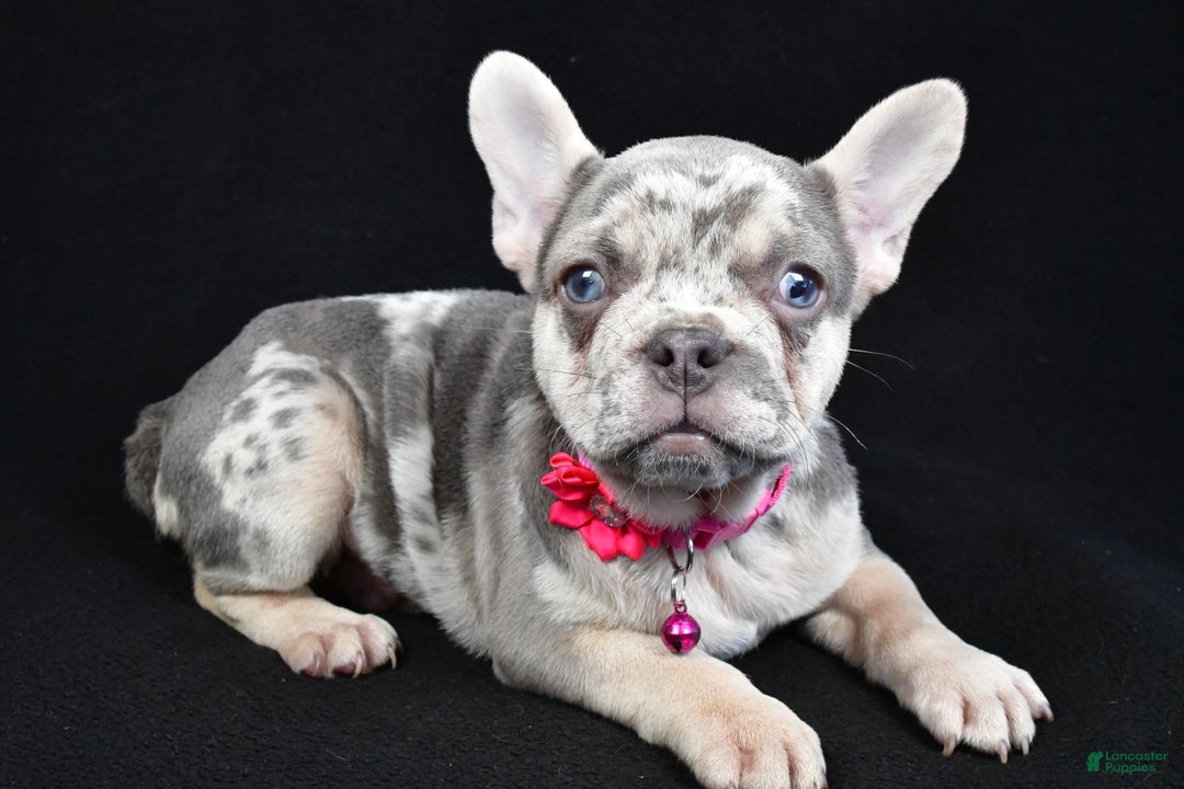 French Bulldog dogs for sale: Elsie - Ad 4