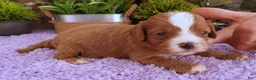 Cavapoo dogs for sale: Autumn's #5 Male - Ad 3