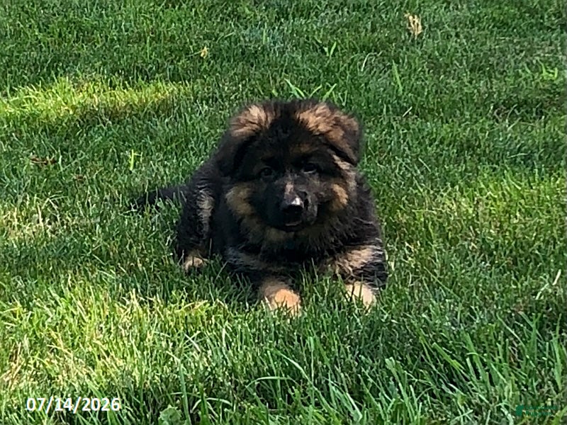 German Shepherd dogs Gage - Ad 1