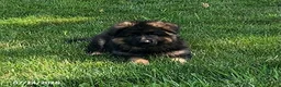 German Shepherd dogs for sale: Gage - Ad 1