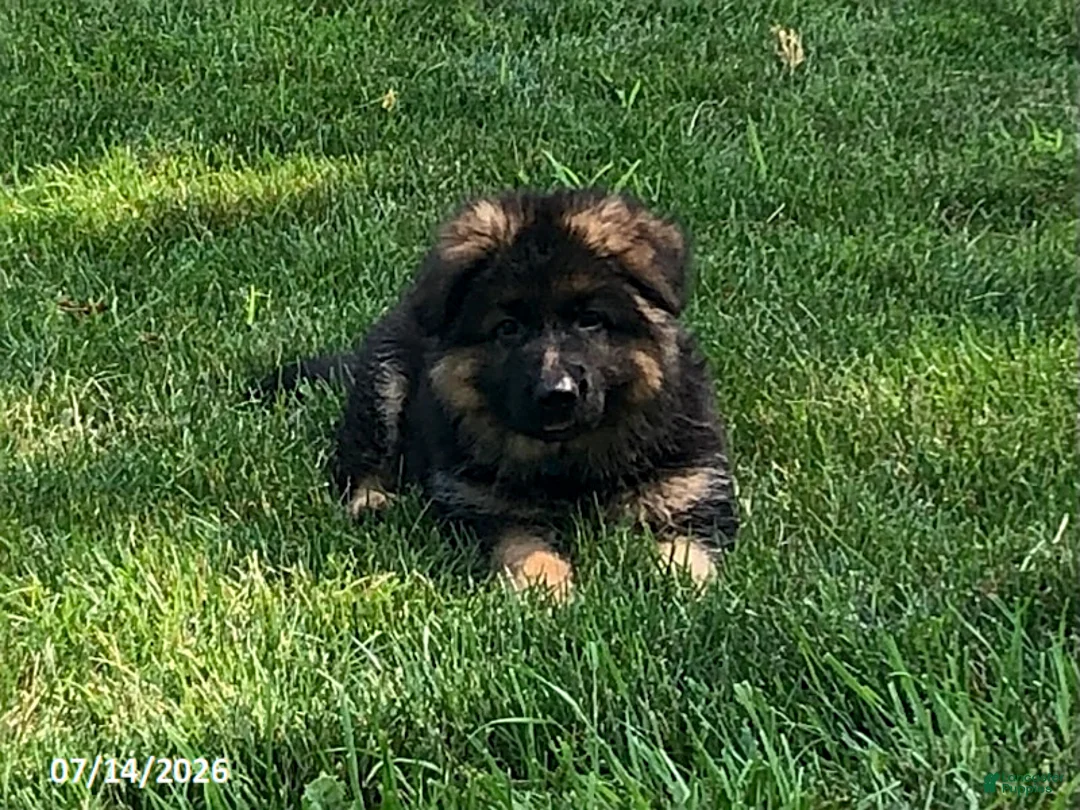 German Shepherd dogs for sale: Gage - Ad 1
