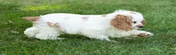 Cocker Spaniel dogs for sale: Reggie  - Ad 7