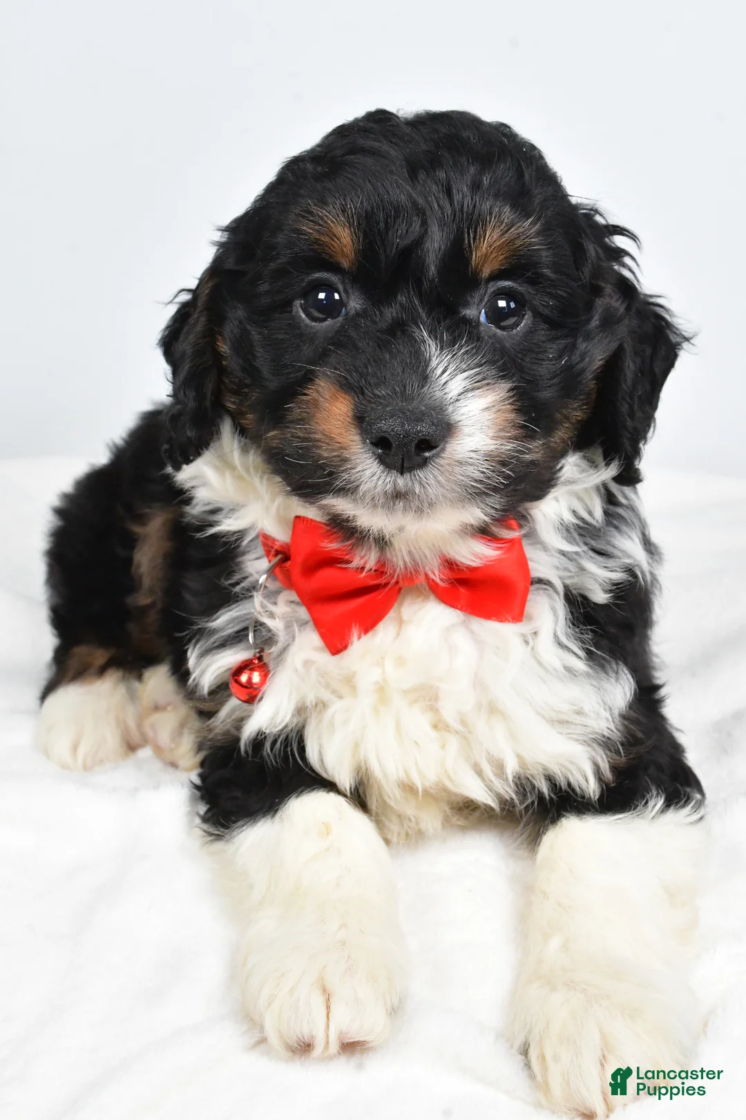 Mini Aussiedoodle dogs for sale: Goofy - Ad 7