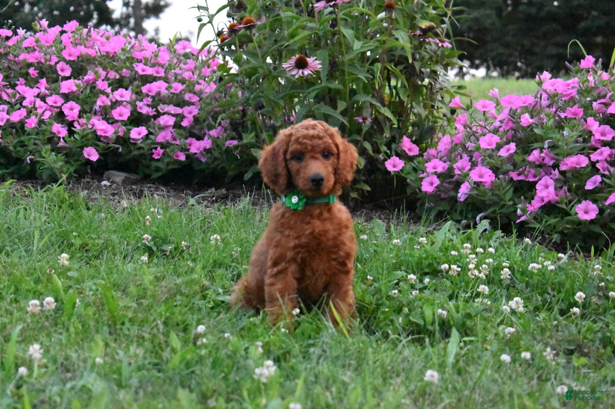 Standard Poodle dogs Emmy moyen  - Ad 1