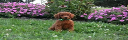 Standard Poodle dogs for sale: Emmy moyen  - Ad 1