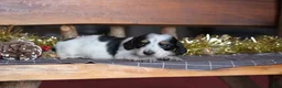 Dachshund dogs for sale: Princess - Ad 14