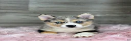 Pomsky dogs for sale: Emma - Ad 3