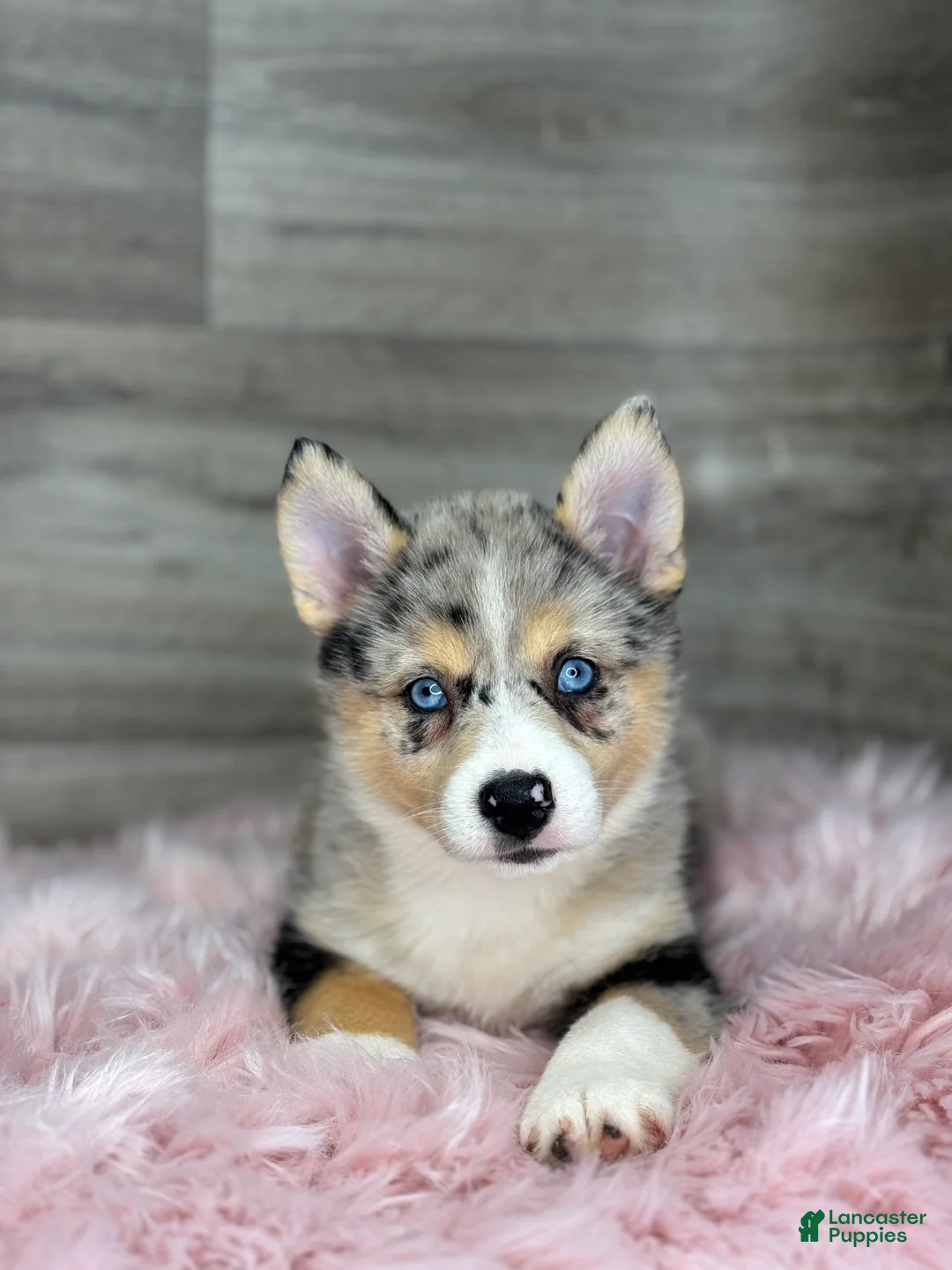Pomsky dogs for sale: Emma - Ad 3