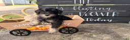 Miniature Schnauzer dogs for sale: Tiffany Miniature Schnauzer  - Ad 14
