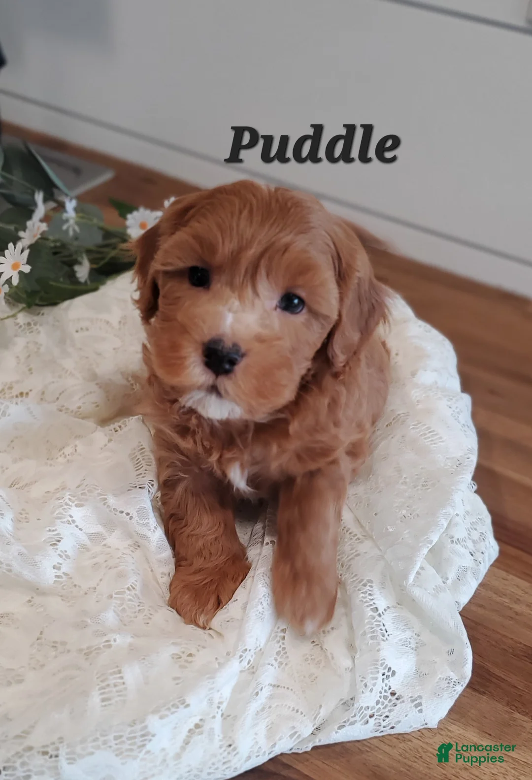 Cavapoo dogs for sale: Puddle  - Ad 1