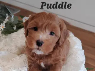 Cavapoo dogs Puddle - Ad 9